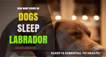Labrador Sleep Patterns: Understanding How Many Hours Dogs Sleep