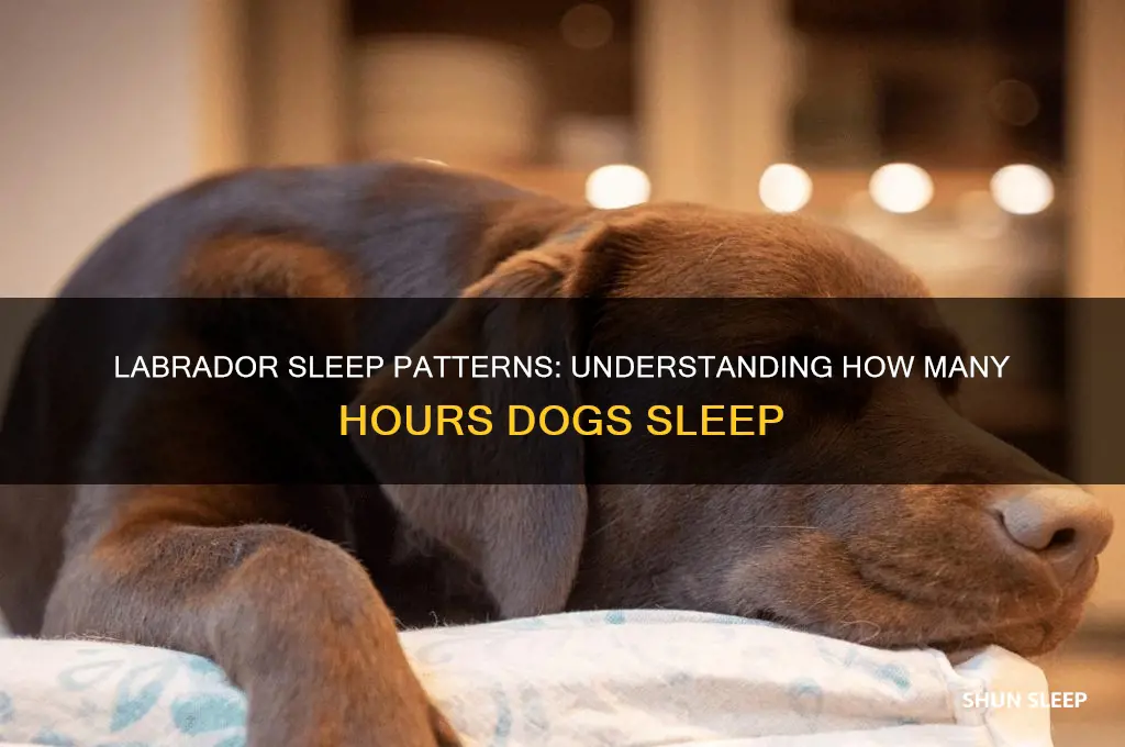 how many hours do dogs sleep labrador