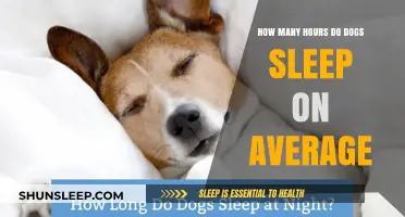 Understanding Your Dog's Sleep Patterns: Average Hours Explained
