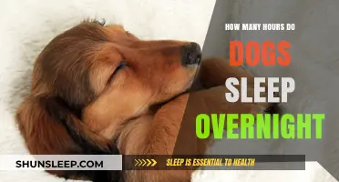 Understanding Your Dog's Overnight Sleep Patterns and Duration