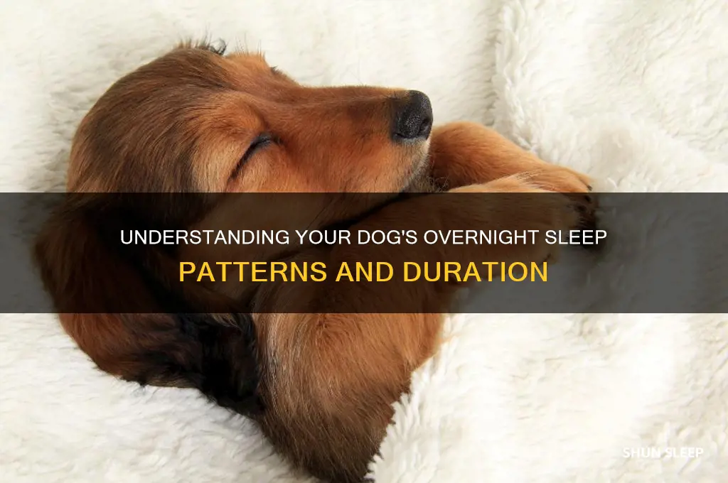 how many hours do dogs sleep overnight