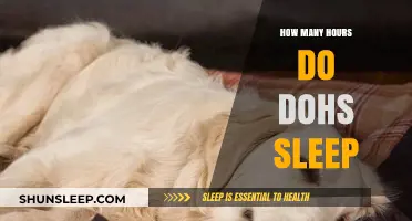 Understanding the Sleep Patterns of Dogs: How Many Hours Do They Need?