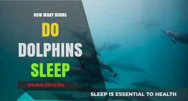 Unveiling Dolphin Sleep Patterns: How Many Hours Do They Rest?