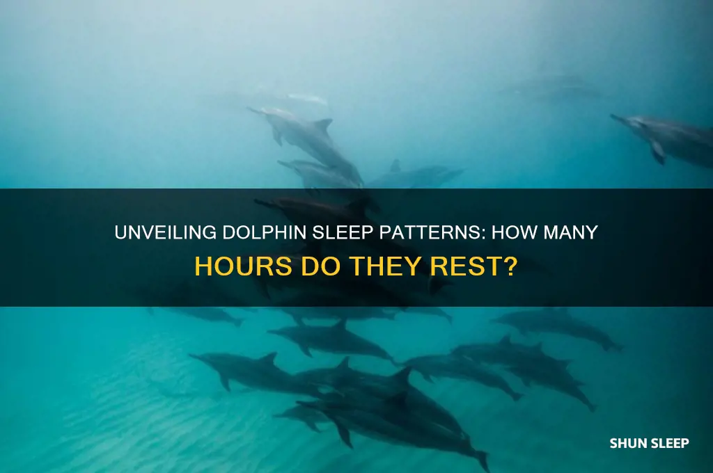 how many hours do dolphins sleep