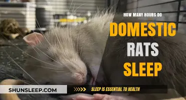 Understanding Domestic Rats' Sleep Patterns and Daily Rest Habits