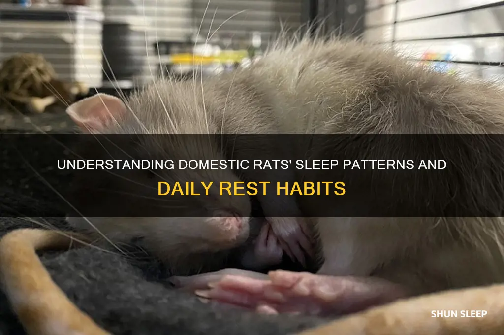 how many hours do domestic rats sleep