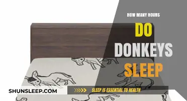 Understanding Donkey Sleep Patterns: How Many Hours Do They Rest?