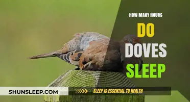 Understanding Dove Sleep Patterns: How Many Hours Do They Rest?