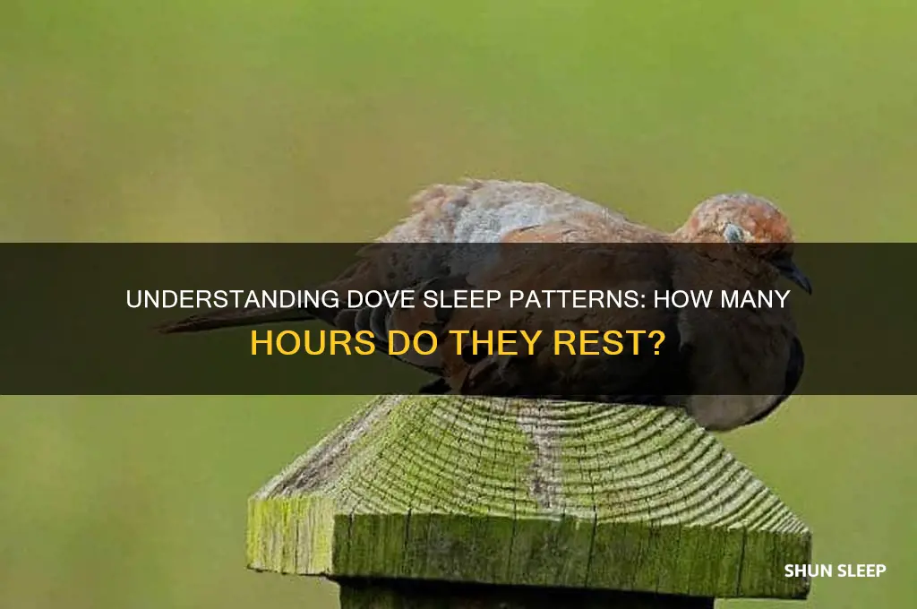 how many hours do doves sleep