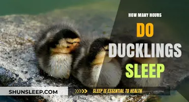 Understanding Duckling Sleep Patterns: How Many Hours Do They Rest?