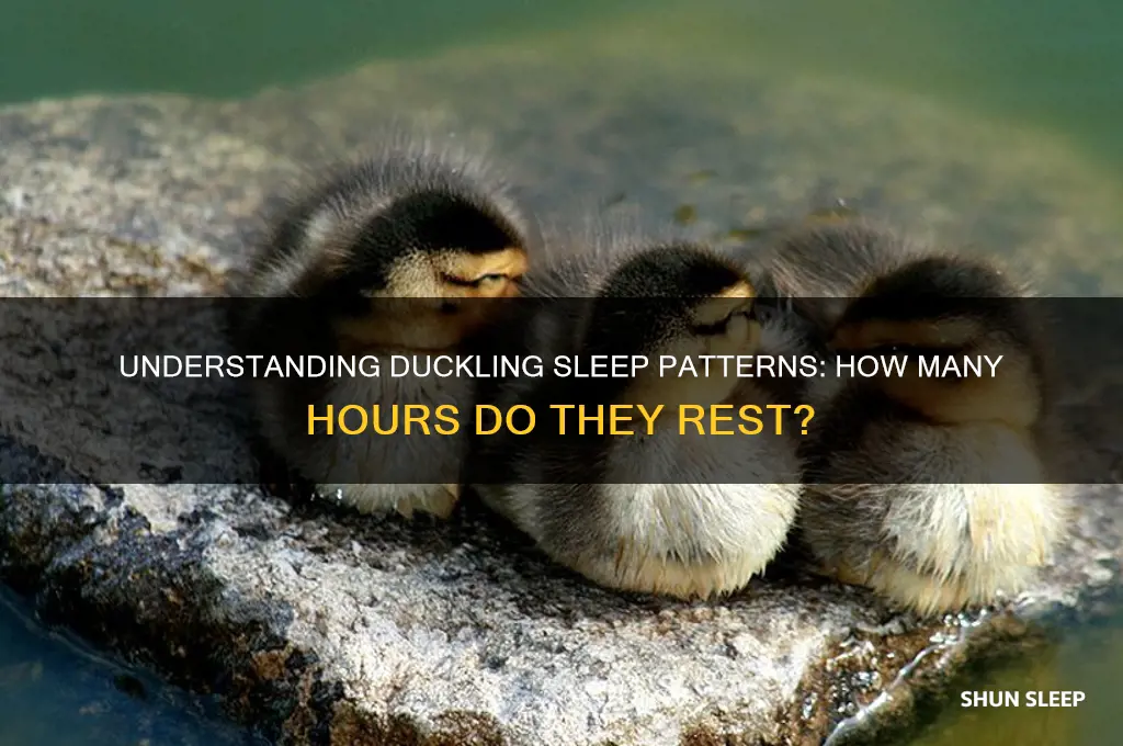 how many hours do ducklings sleep