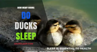 Unveiling the Restful Habits: How Many Hours Do Ducks Sleep?