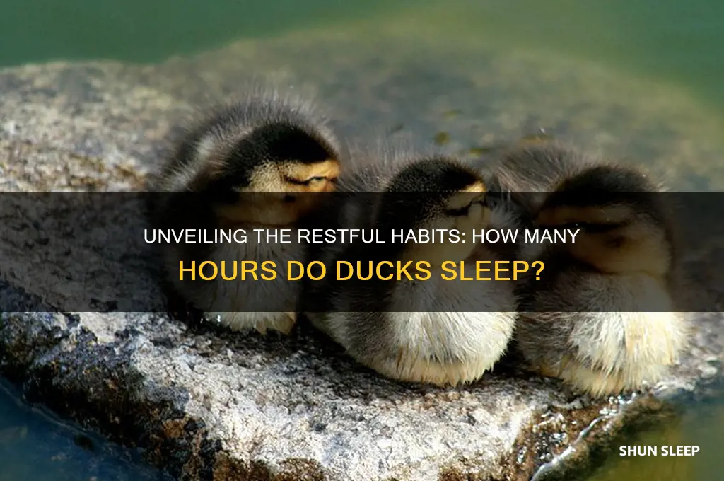 how many hours do ducks sleep