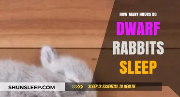 Understanding Dwarf Rabbit Sleep Patterns: Hours and Habits Explained
