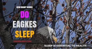 Eagles' Sleep Patterns: Uncovering Their Daily Resting Habits