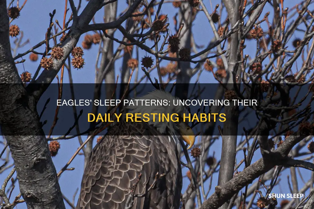 how many hours do eagkes sleep