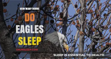 Eagles' Sleep Patterns: Unveiling Their Resting Hours and Habits