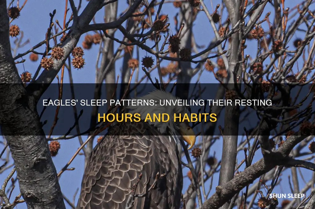 how many hours do eagles sleep
