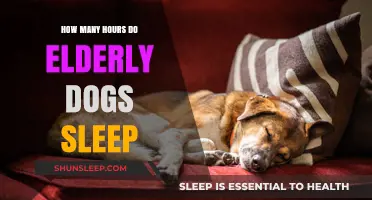 Understanding Senior Canines: Sleep Patterns and Restful Hours for Elderly Dogs