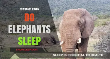 Unveiling the Mysteries of Elephant Slumber: A Deep Dive into Their Restful Habits