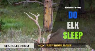 Unveiling the Rest Patterns: How Many Hours Do Elk Sleep?