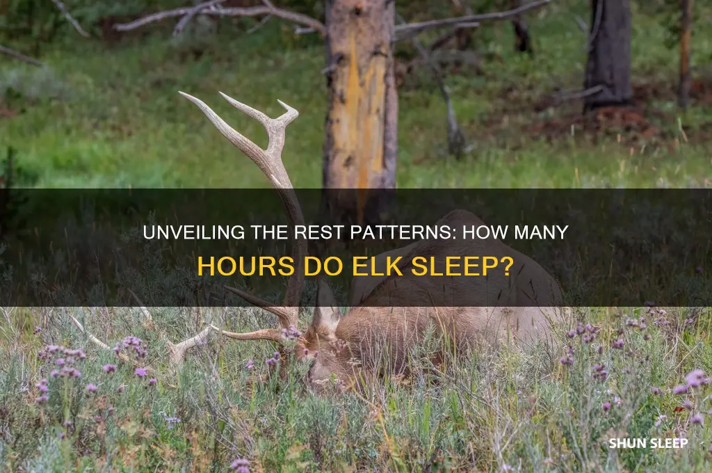 how many hours do elk sleep