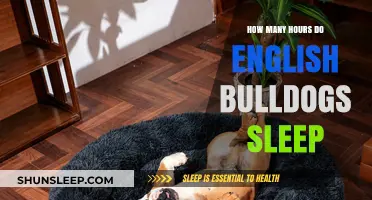 Understanding English Bulldogs' Sleep Patterns: How Many Hours Do They Need?