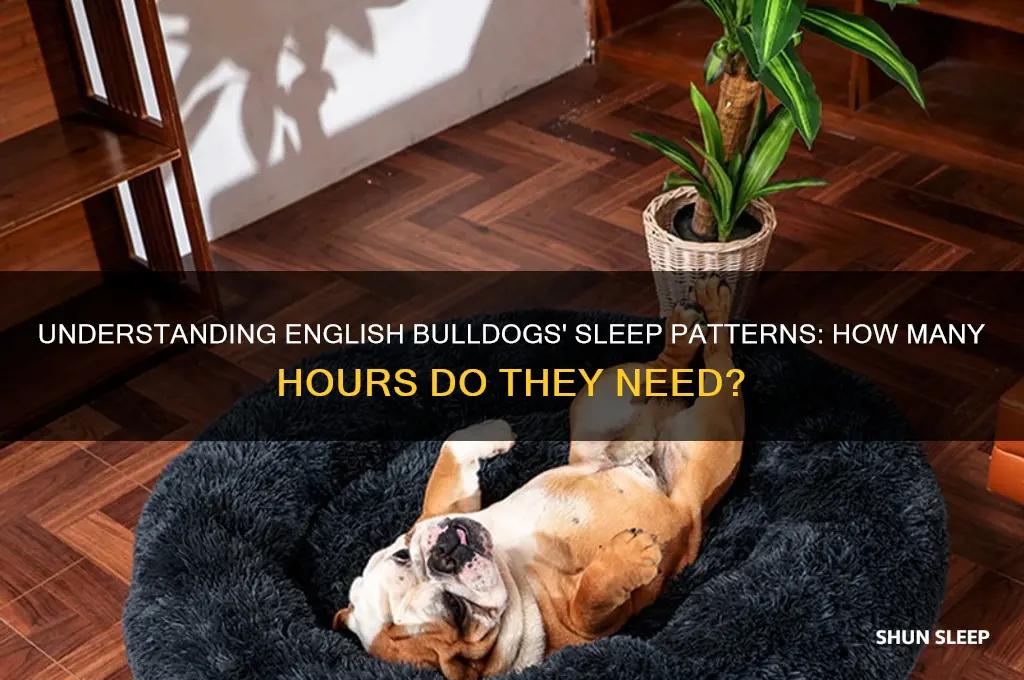 how many hours do english bulldogs sleep