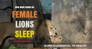 Female Lions' Sleep Patterns: Uncovering Their Daily Resting Habits