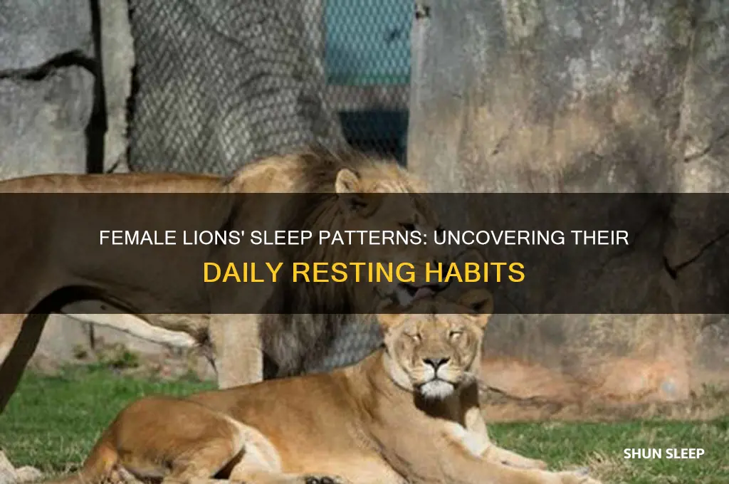 how many hours do female lions sleep