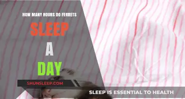 Understanding Ferret Sleep Patterns: Daily Rest Hours Explained