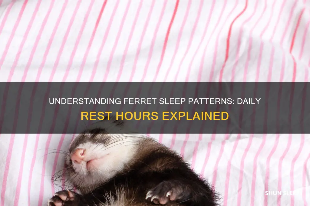 how many hours do ferrets sleep a day