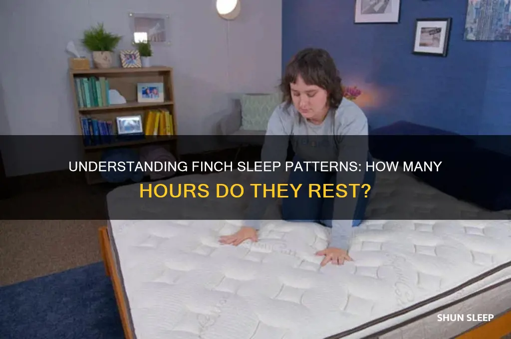 how many hours do finches sleep