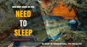 Unveiling Fish Sleep Patterns: Understanding Their Resting Hours and Habits