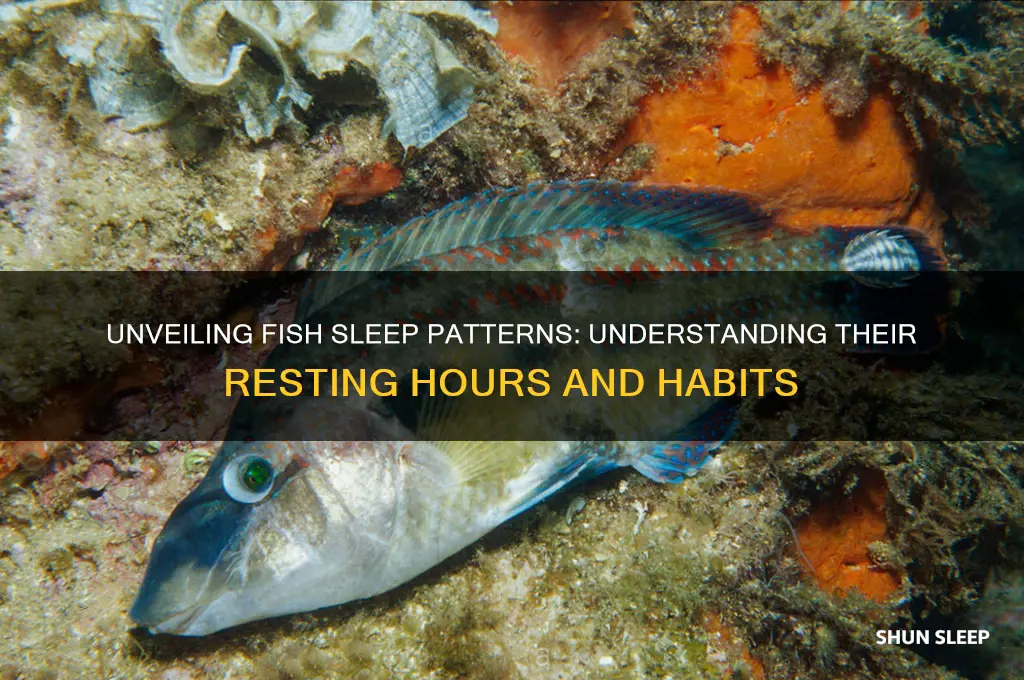 how many hours do fish need to sleep