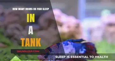 Unveiling the Sleep Patterns of Tank Fish: Hours and Habits