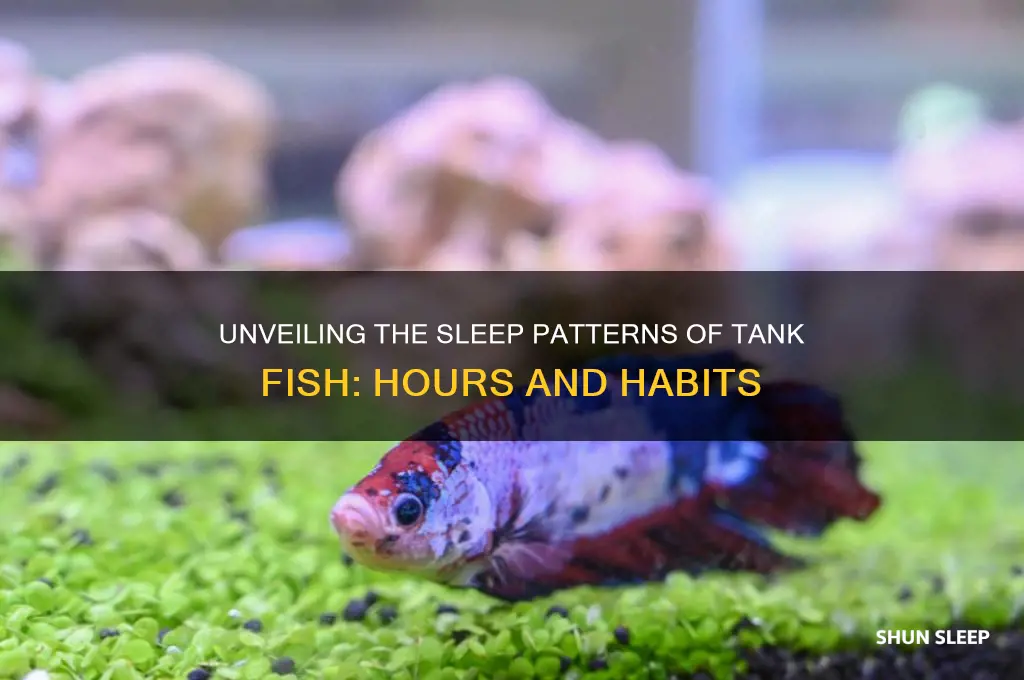 how many hours do fish sleep in a tank