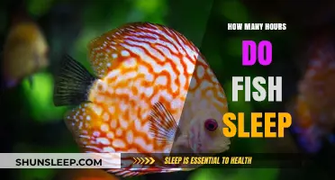 Unveiling the Mysteries of Fish Slumber: A Deep Dive into Aquatic Rest Patterns