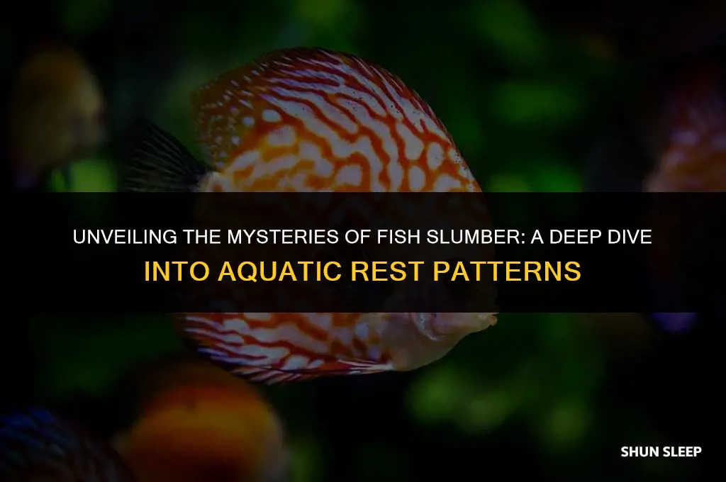 how many hours do fish sleep
