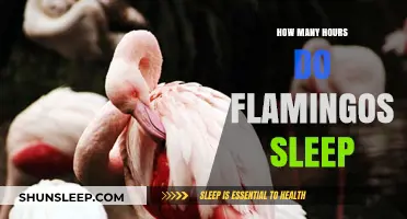 Flamingos' Sleep Patterns: Unveiling Their Resting Hours and Habits