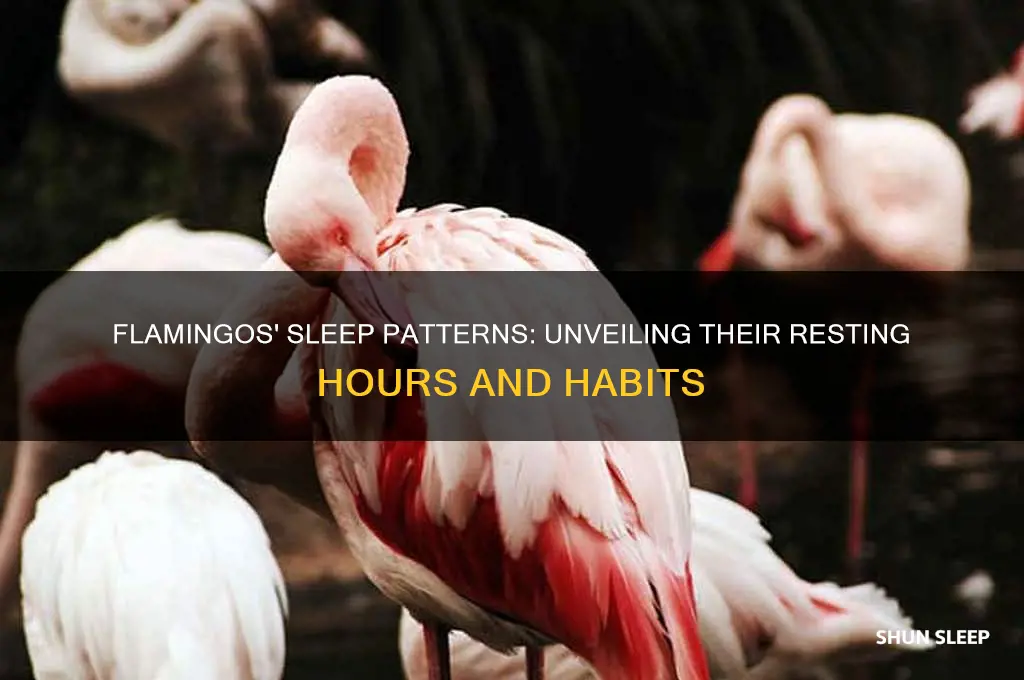how many hours do flamingos sleep