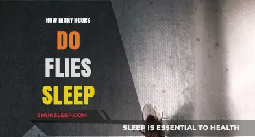 Unveiling the Sleep Patterns of Flies: How Many Hours Do They Rest?
