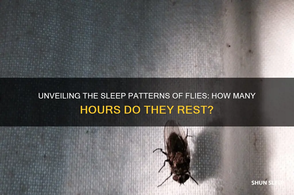 how many hours do flies sleep