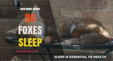 Unveiling the Sleep Patterns of Foxes: How Many Hours Do They Rest?