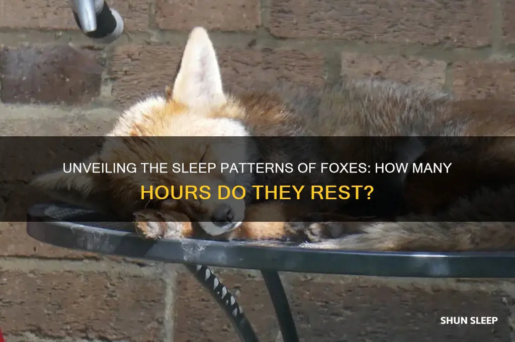 how many hours do foxes sleep