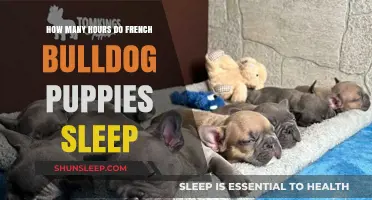 Understanding French Bulldog Puppies' Sleep Patterns and Daily Rest Needs