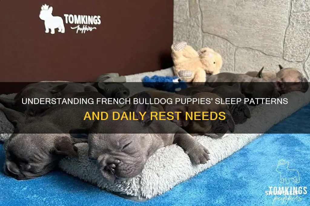 how many hours do french bulldog puppies sleep