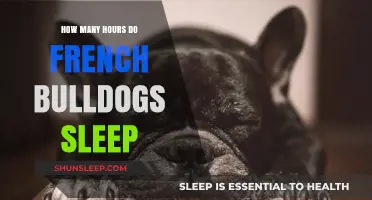 French Bulldogs' Sleep Patterns: Understanding Their Daily Rest Needs