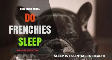 Understanding French Bulldogs' Sleep Patterns: How Many Hours Do They Need?