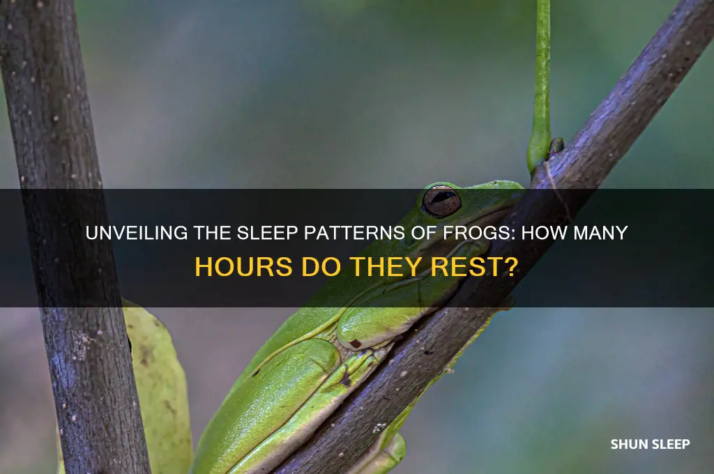 how many hours do frogs sleep